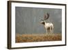 Fallow Love-Mark Bridger-Framed Art Print