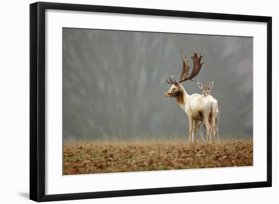 Fallow Love-Mark Bridger-Framed Art Print