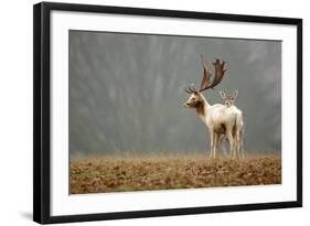 Fallow Love-Mark Bridger-Framed Art Print