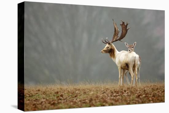 Fallow Love-Mark Bridger-Stretched Canvas