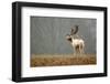 Fallow Love-Mark Bridger-Framed Art Print