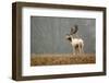 Fallow Love-Mark Bridger-Framed Art Print