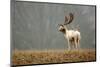 Fallow Love-Mark Bridger-Mounted Art Print