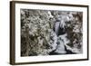 Falls Creek in Winter Near Nelson, British Columbia, Canada-Chuck Haney-Framed Photographic Print