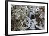 Falls Creek in Winter Near Nelson, British Columbia, Canada-Chuck Haney-Framed Photographic Print