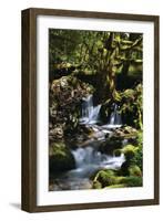 Falls in the Forest I-Brian Moore-Framed Photographic Print