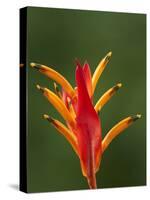 False Bird-Of-Paradise Flower (Heliconia Psittacorum), Nadi, Viti Levu, Fiji, South Pacific-David Wall-Stretched Canvas