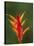 False Bird-Of-Paradise Flower (Heliconia Psittacorum), Nadi, Viti Levu, Fiji, South Pacific-David Wall-Stretched Canvas