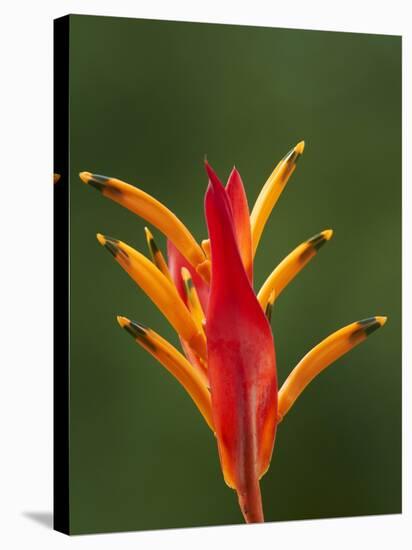 False Bird-Of-Paradise Flower (Heliconia Psittacorum), Nadi, Viti Levu, Fiji, South Pacific-David Wall-Stretched Canvas