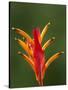 False Bird-Of-Paradise Flower (Heliconia Psittacorum), Nadi, Viti Levu, Fiji, South Pacific-David Wall-Stretched Canvas