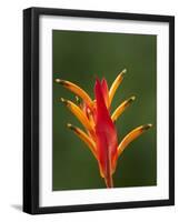 False Bird-Of-Paradise Flower (Heliconia Psittacorum), Nadi, Viti Levu, Fiji, South Pacific-David Wall-Framed Photographic Print