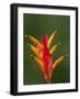 False Bird-Of-Paradise Flower (Heliconia Psittacorum), Nadi, Viti Levu, Fiji, South Pacific-David Wall-Framed Photographic Print