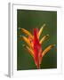 False Bird-Of-Paradise Flower (Heliconia Psittacorum), Nadi, Viti Levu, Fiji, South Pacific-David Wall-Framed Photographic Print