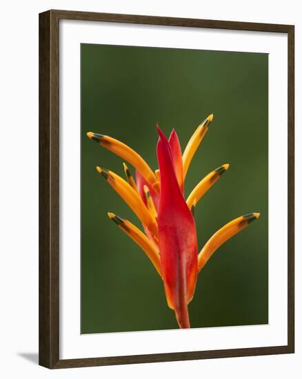 False Bird-Of-Paradise Flower (Heliconia Psittacorum), Nadi, Viti Levu, Fiji, South Pacific-David Wall-Framed Photographic Print