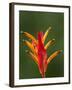 False Bird-Of-Paradise Flower (Heliconia Psittacorum), Nadi, Viti Levu, Fiji, South Pacific-David Wall-Framed Photographic Print