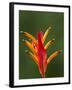 False Bird-Of-Paradise Flower (Heliconia Psittacorum), Nadi, Viti Levu, Fiji, South Pacific-David Wall-Framed Photographic Print