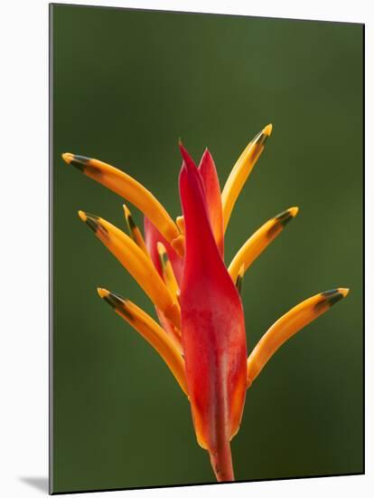 False Bird-Of-Paradise Flower (Heliconia Psittacorum), Nadi, Viti Levu, Fiji, South Pacific-David Wall-Mounted Photographic Print