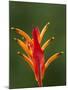 False Bird-Of-Paradise Flower (Heliconia Psittacorum), Nadi, Viti Levu, Fiji, South Pacific-David Wall-Mounted Photographic Print
