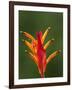 False Bird-Of-Paradise Flower (Heliconia Psittacorum), Nadi, Viti Levu, Fiji, South Pacific-David Wall-Framed Photographic Print