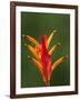 False Bird-Of-Paradise Flower (Heliconia Psittacorum), Nadi, Viti Levu, Fiji, South Pacific-David Wall-Framed Photographic Print