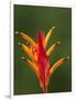 False Bird-Of-Paradise Flower (Heliconia Psittacorum), Nadi, Viti Levu, Fiji, South Pacific-David Wall-Framed Photographic Print