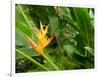 False Bird-of-paradise (Heliconia Sp.)-Tony Craddock-Framed Photographic Print