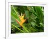 False Bird-of-paradise (Heliconia Sp.)-Tony Craddock-Framed Photographic Print