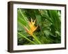 False Bird-of-paradise (Heliconia Sp.)-Tony Craddock-Framed Photographic Print