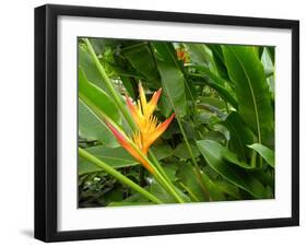 False Bird-of-paradise (Heliconia Sp.)-Tony Craddock-Framed Photographic Print