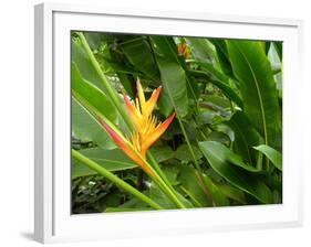 False Bird-of-paradise (Heliconia Sp.)-Tony Craddock-Framed Photographic Print