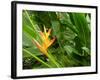 False Bird-of-paradise (Heliconia Sp.)-Tony Craddock-Framed Photographic Print