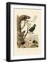 False Blister Beetle, 1833-39-null-Framed Giclee Print