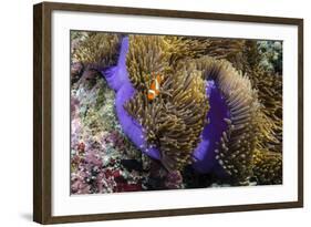 False Clown Anemonefish (Amphiprion Ocellaris)-Michael Nolan-Framed Photographic Print