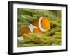 False Clown Anemonefish, Raja Ampat Region of Papua, Indonesia-Stuart Westmoreland-Framed Photographic Print