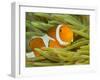 False Clown Anemonefish, Raja Ampat Region of Papua, Indonesia-Stuart Westmoreland-Framed Photographic Print