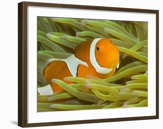 False Clown Anemonefish, Raja Ampat Region of Papua, Indonesia-Stuart Westmoreland-Framed Photographic Print