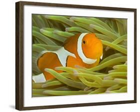 False Clown Anemonefish, Raja Ampat Region of Papua, Indonesia-Stuart Westmoreland-Framed Photographic Print