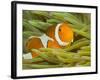 False Clown Anemonefish, Raja Ampat Region of Papua, Indonesia-Stuart Westmoreland-Framed Photographic Print