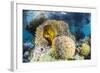 False clown anemonefish , Sebayur Island, Komodo Island Nat'l Park, Indonesia, Southeast Asia-Michael Nolan-Framed Photographic Print