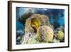 False clown anemonefish , Sebayur Island, Komodo Island Nat'l Park, Indonesia, Southeast Asia-Michael Nolan-Framed Photographic Print