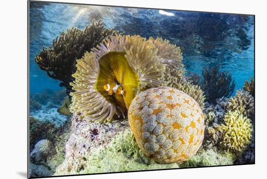 False clown anemonefish , Sebayur Island, Komodo Island Nat'l Park, Indonesia, Southeast Asia-Michael Nolan-Mounted Photographic Print