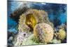 False clown anemonefish , Sebayur Island, Komodo Island Nat'l Park, Indonesia, Southeast Asia-Michael Nolan-Mounted Photographic Print