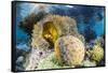 False clown anemonefish , Sebayur Island, Komodo Island Nat'l Park, Indonesia, Southeast Asia-Michael Nolan-Framed Stretched Canvas