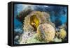 False clown anemonefish , Sebayur Island, Komodo Island Nat'l Park, Indonesia, Southeast Asia-Michael Nolan-Framed Stretched Canvas