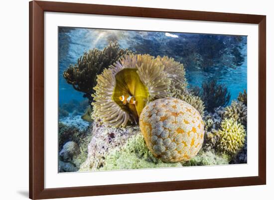 False clown anemonefish , Sebayur Island, Komodo Island Nat'l Park, Indonesia, Southeast Asia-Michael Nolan-Framed Photographic Print