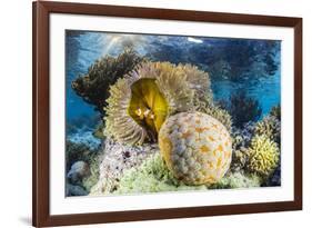 False clown anemonefish , Sebayur Island, Komodo Island Nat'l Park, Indonesia, Southeast Asia-Michael Nolan-Framed Photographic Print