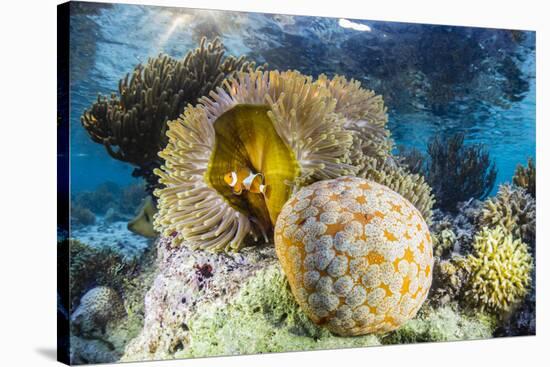 False clown anemonefish , Sebayur Island, Komodo Island Nat'l Park, Indonesia, Southeast Asia-Michael Nolan-Stretched Canvas