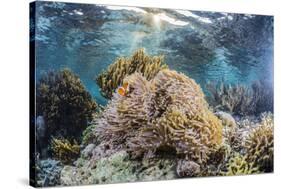 False clown anemonefish , Sebayur Island, Komodo Island Nat'l Park, Indonesia, Southeast Asia-Michael Nolan-Stretched Canvas