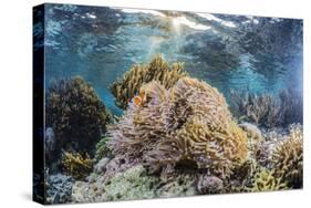False clown anemonefish , Sebayur Island, Komodo Island Nat'l Park, Indonesia, Southeast Asia-Michael Nolan-Stretched Canvas