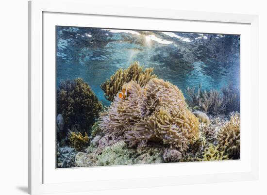 False clown anemonefish , Sebayur Island, Komodo Island Nat'l Park, Indonesia, Southeast Asia-Michael Nolan-Framed Photographic Print